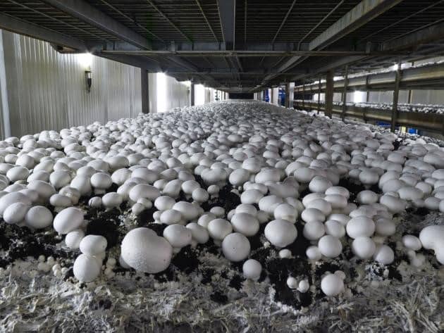 button mushroom farming kaise kare