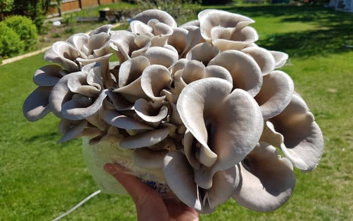 oyster mushroom ki farming